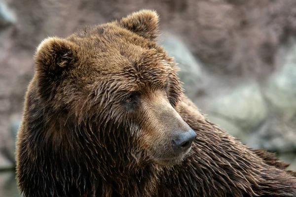 Vista Frontal Urso Pardo Retrato Urso Kamchatka Ursus Arctos Beringianus — Fotografia de Stock