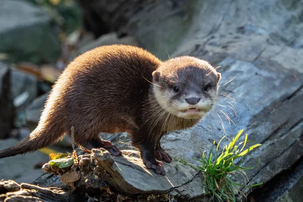 Jovem Asiático Pequena Garra Lontra Amblonyx Cinerea Também Conhecido Como — Fotografia de Stock