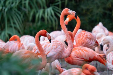 Şili Flamingoları Grubu (Phoenicopterus chilensis)