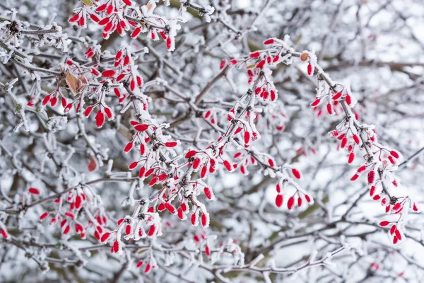 Frost Üzerinde Barberries Şubesi — Stok fotoğraf