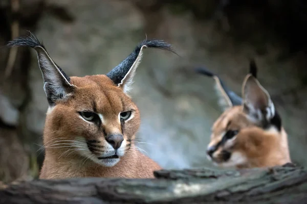 Portrait Une Femme Caracale Jeune Caracal Arrière Plan — Photo