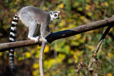 Lemur catta ağaç. Büyük strepsirrhine primat ve uzun, siyah ve beyaz halkalı kuyruğunu nedeniyle en tanınmış lemur ring-tailed lemur (Lemur catta) olduğunu.