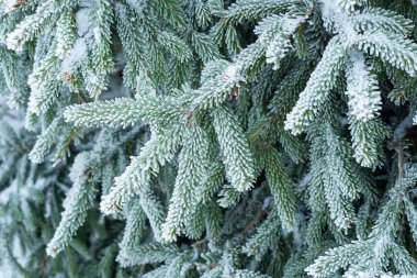 Donla kaplı ladin dalları. Ağaç donuyla Noel ağacı.