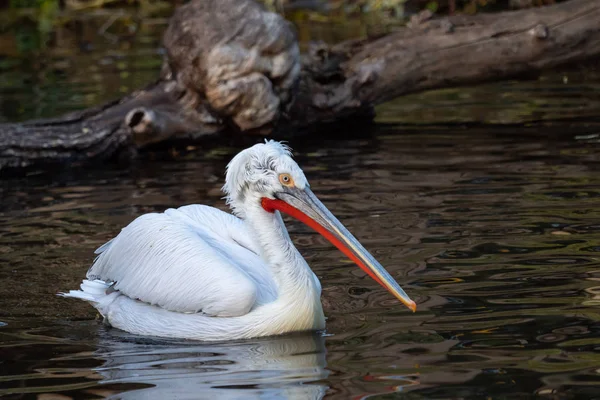 Tepeli pelikan (Pelecanus crispus su üzerinde yüzen)