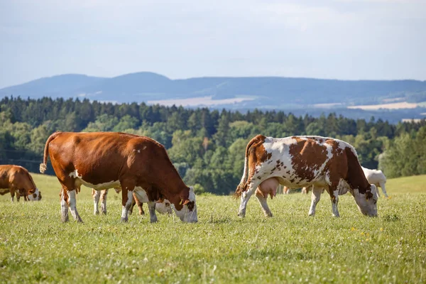 Kudde Koeien Kalveren Grazen Een Groene Weide — Stockfoto