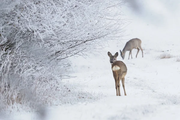 Rådjur Snöig Skog Capreolus Capreolus Vilda Rådjur Vinternaturen — Stockfoto