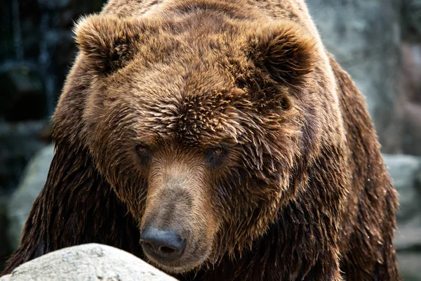 Vista Frontal Urso Pardo Retrato Urso Kamchatka Ursus Arctos Beringianus — Fotografia de Stock