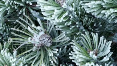 Çam dalı Frost uzun iğne ile. Çam kozalakları, kar ile Noel ağacı.
