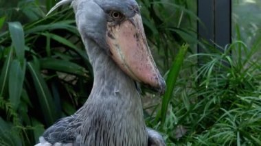 Bitkiler tarafından çevrili bir shoebill (Balaeniceps rex) leylek ayakta.