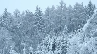 Ormanda karlı ağaçlarından düşen kar. Kış orman.