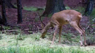Ormandaki karaca; Capreolus capreolus. Doğada vahşi karaca.