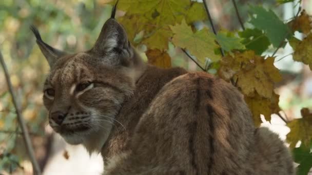 Ευρασιατικός Λύγκας Και Φθινοπωρινά Φύλλα Στο Παρασκήνιο Επιστημονικό Όνομα Lynx — Αρχείο Βίντεο