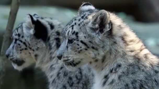 Kotě Snow Leopard Irbis Panthera Uncia Sleduje Okolí — Stock video