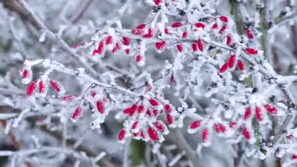 Eerste Vorst Een Tak Van Barberries — Stockvideo