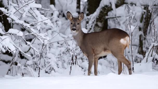 在雪地里的鹿群 Capreolus Capreolus 冬季野生野蔷薇鹿 — 图库视频影像