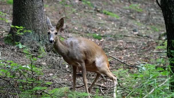 Roe Deer Forest Capreolus Capreolus Wild Roe Deer Nature — Stock Video