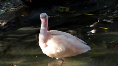Su genç Kızıl aynak (Eudocimus ruber)