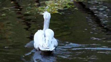 Tepeli pelikan (Pelecanus crispus su üzerinde yüzen)