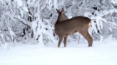 Karlı bir ormanda roe geyiği. Capreolus capreolus. Kışın vahşi bir geyik..