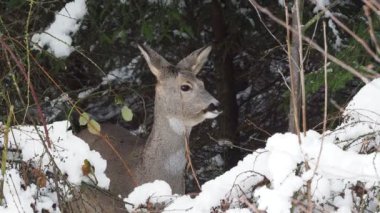 Karlı bir ormanda roe geyiği. Capreolus capreolus. Kışın vahşi bir geyik..