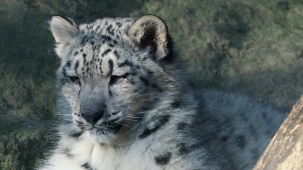 雪豹小猫 伊尔比斯 Panthera Uncia 观看附近地区的比赛 — 图库视频影像