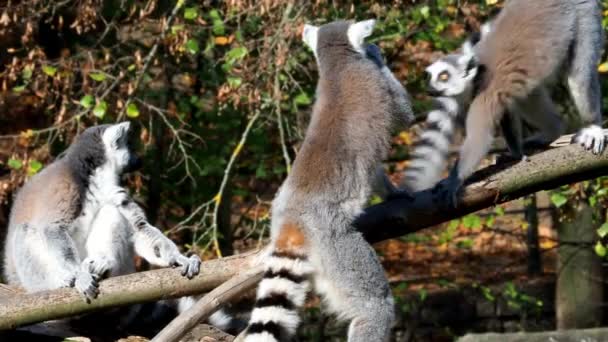 ツリーの Lemur Catta ワオキツネザル ワオキツネザル は大規模な Strepsirrhine 霊長類とその長い 黒と白の環状の尾により最も認められたキツネザル — ストック動画