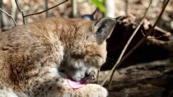Eurasian Lynx Autumn Leaves Background Scientific Name Lynx Lynx — Stock Video