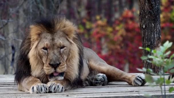 Asiatiskt Lejon Panthera Leo Persica Utrotningshotad Art — Stockvideo