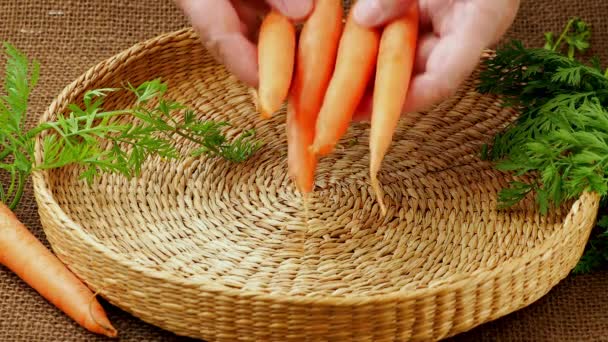Свежая Морковь Корнеплоды — стоковое видео