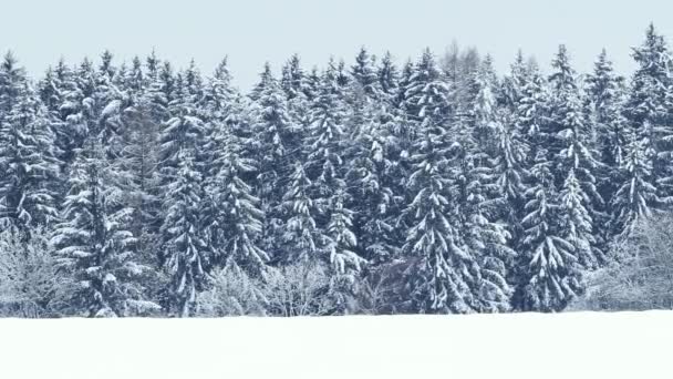 Árvores Nevadas Floresta Inverno Floresta — Vídeo de Stock