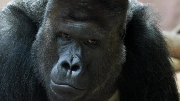 男性大猩猩的肖像 银支持男性大猩猩 大猩猩看着镜头 — 图库视频影像