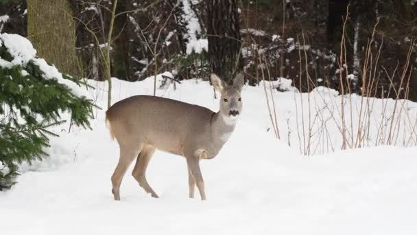 Roe Deer Snowy Forest Capreolus Capreolus Wild Roe Deer Winter — Stock Video
