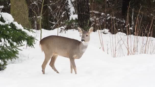 雪の森の中で鹿を育てる カプレオラス カプレオラス 冬の自然界の野生のイクラ — ストック動画