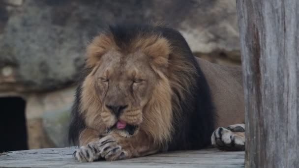 Aziatische Leeuw Panthera Leo Persica Een Ernstig Bedreigde Soort — Stockvideo