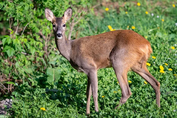 Roe Szarvas Capreolus Capreolus Vadon Élő Természetben — Stock Fotó