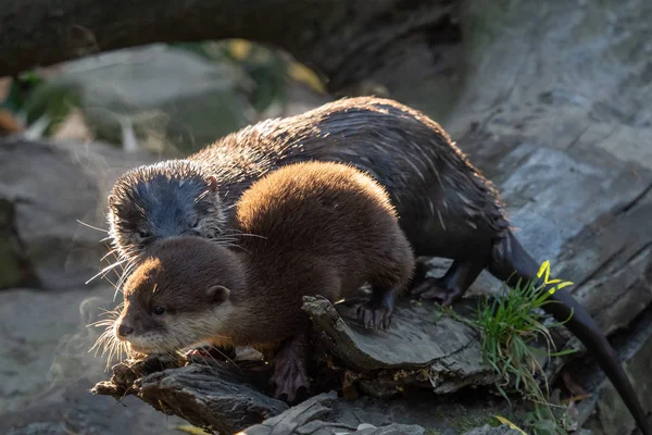 Unga Asiatiska Små Klöst Otter Amblonyx Cinerea Även Känd Som — Stockfoto