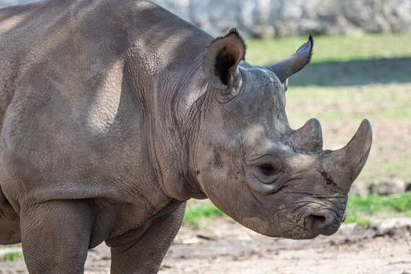 Junges Spitzmaulnashorn Diceros Bicornis Michaeli — Stockfoto