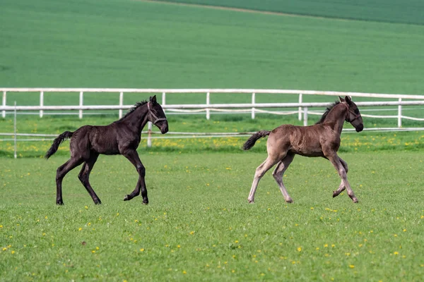 Fohlen Rennen Auf Die Weide Schwarz Kladrubisches Pferd — Stockfoto