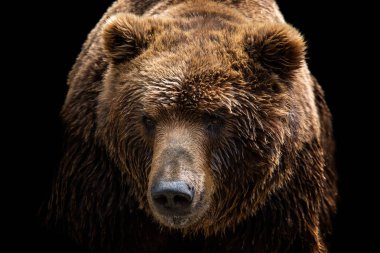 Front view of brown bear isolated on black background. Portrait of Kamchatka bear (Ursus arctos beringianus) clipart