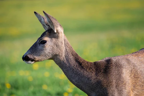 Roe Jelen Capreolus Capreolus Jikry Divoké Přírodě — Stock fotografie