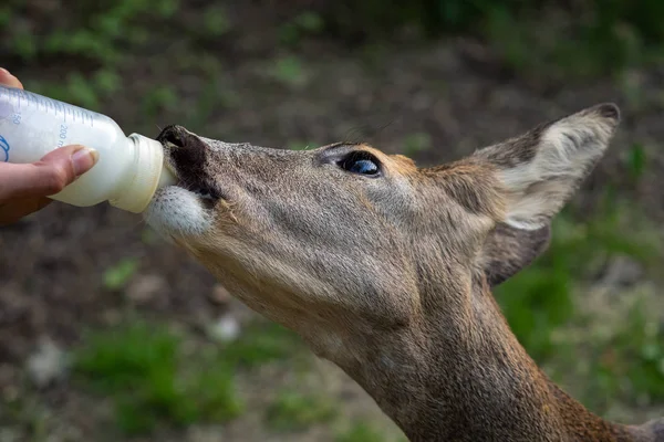 Deer Drinks Milk Bottle Capreolus Capreolus Wildlife Rescue — Stock Photo, Image