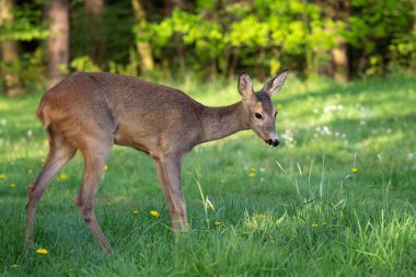 Roe geyiği, Capreolus Capreolus. Vahşi geyik doğada.