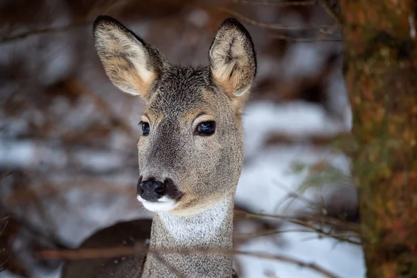 Chevreuil Sauvage Dans Nature Hivernale Capreolus Capreolus — Photo