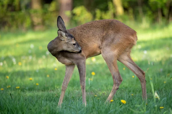 Roe Jelen Capreolus Capreolus Jikry Divoké Přírodě — Stock fotografie