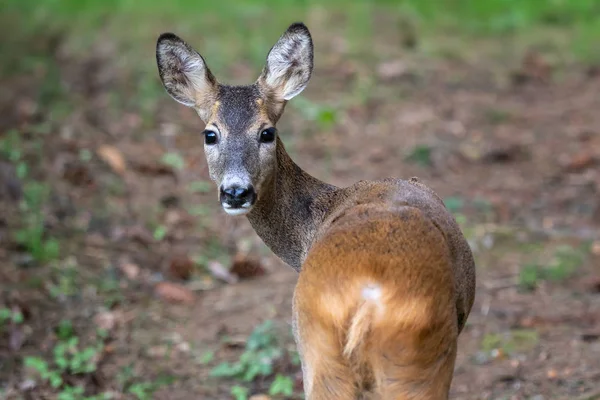 Roe Szarvas Capreolus Capreolus Vadon Élő Természetben — Stock Fotó