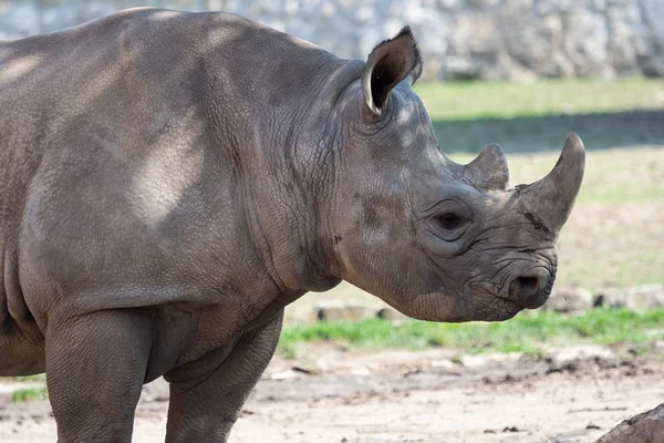 Rinoceronte Negro Oriental Joven Diceros Bicornis Michaeli — Foto de Stock
