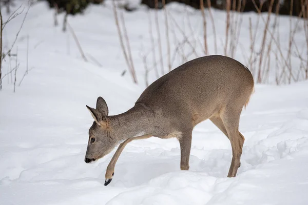 Vilda Rådjur Vinter Natur Capreolus Capreolus — Stockfoto