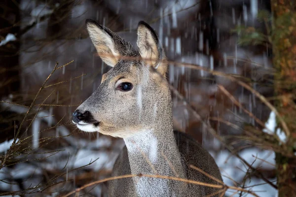 Vilda Rådjur Vinter Natur Capreolus Capreolus — Stockfoto