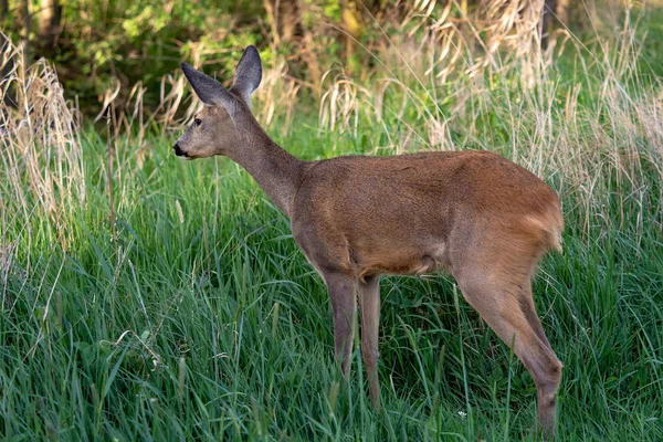 ローズ ディア カプレオラス カプレオラス 自然の中で野生のイクラ鹿 — ストック写真