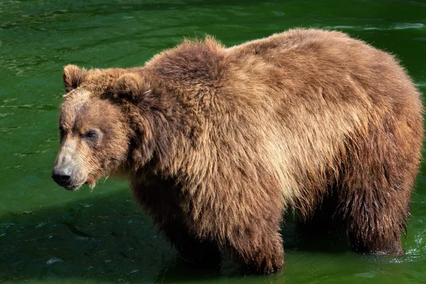 Urso Kamchatka Água Ursus Arctos Beringianus — Fotografia de Stock